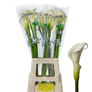 Zantedeschia ae colombe de la paix