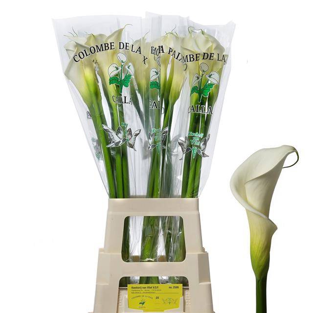 <h4>Zantedeschia ae colombe de la paix</h4>