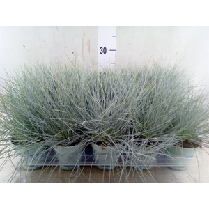 Festuca glauca 'Compacta Blue'