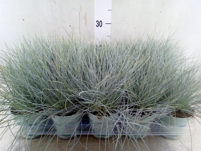 <h4>Festuca glauca 'Compacta Blue'</h4>