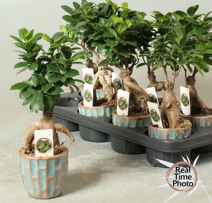 <h4>FIC MI GINSENG</h4>