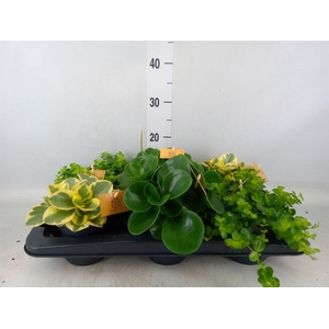 Peperomia   ...mix