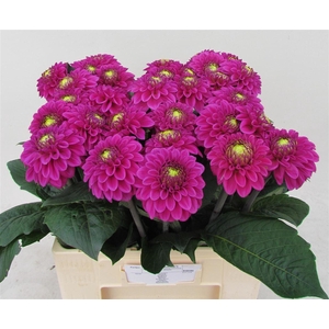 Dahlia Ball Purple Fox