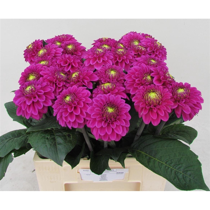<h4>Dahlia Ball Purple Fox</h4>