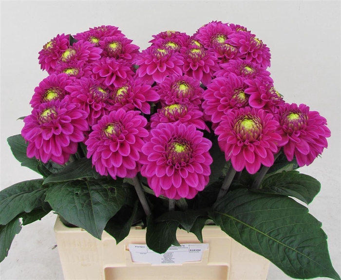 <h4>Dahlia Ball Purple Fox</h4>