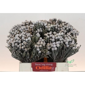 KAAPS GROEN SILVER BRUNIA
