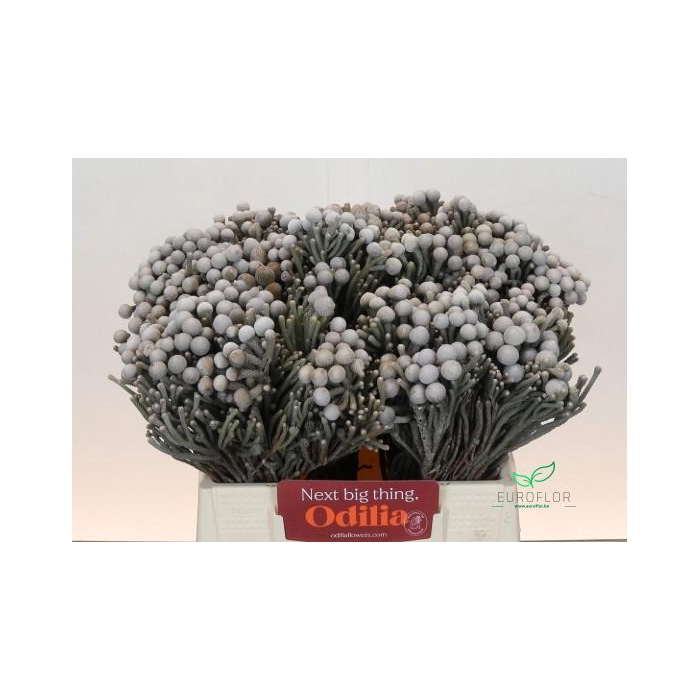 <h4>KAAPS GROEN SILVER BRUNIA</h4>