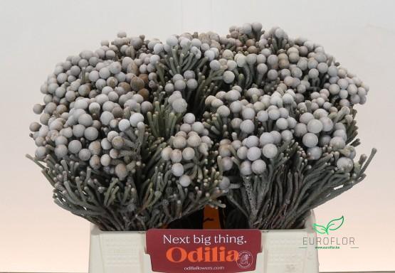 KAAPS GROEN SILVER BRUNIA