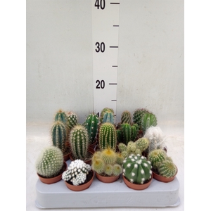 Cactus   ...mix