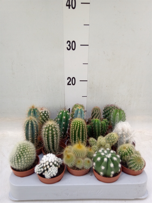 <h4>Cactus   ...mix</h4>