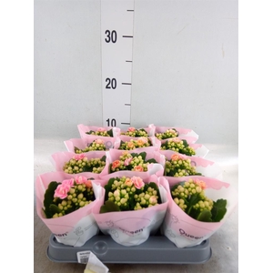 Kalanchoe   ...mini