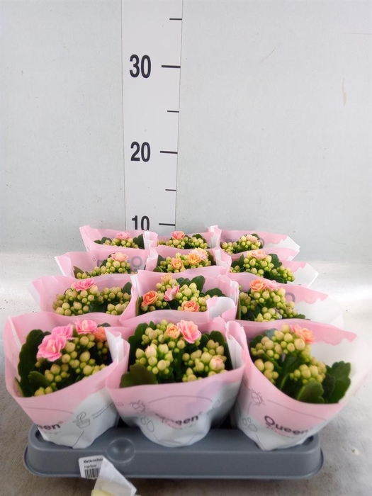 <h4>Kalanchoe   ...mini</h4>
