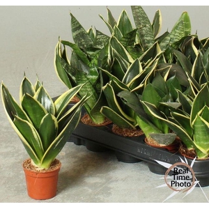 Sansev Trifascia  Ov