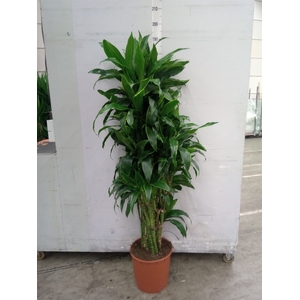 Dracaena fr de 'Art'