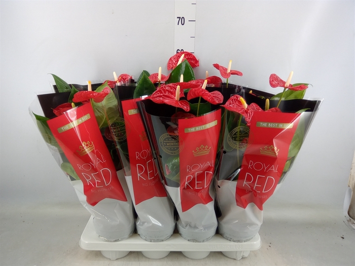 <h4>Anthurium andr. 'Madural'</h4>