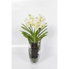 Vanda hybriden