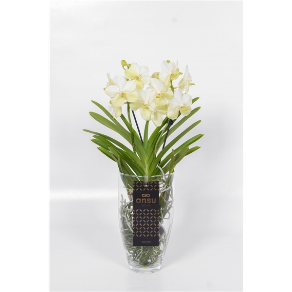 Vanda hybriden