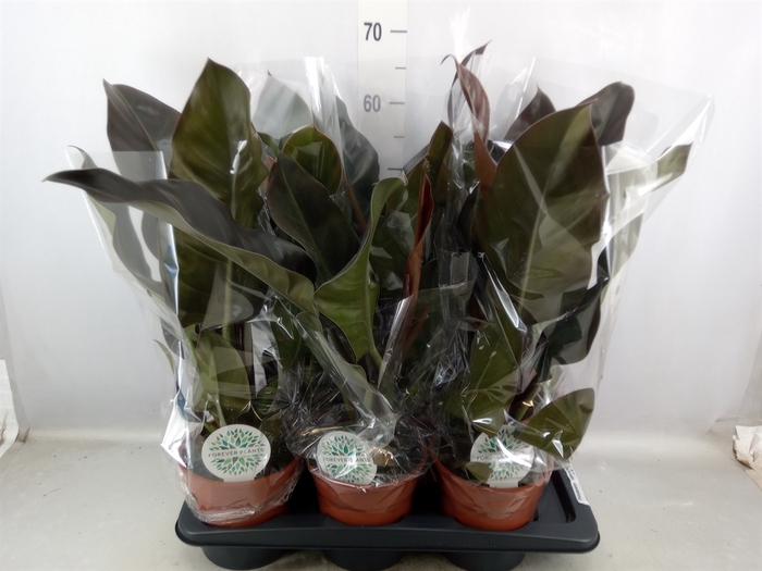 <h4>Philodendron  'Imperial Red'</h4>