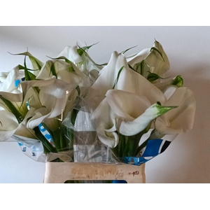 Calla Overig | Dubbelbloemig