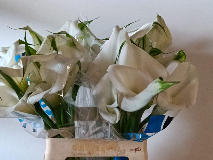 <h4>Calla Overig | Dubbelbloemig</h4>