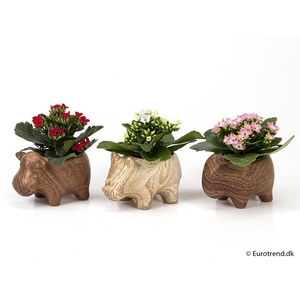 KALANCHOE BLOSSF p6 E 2108