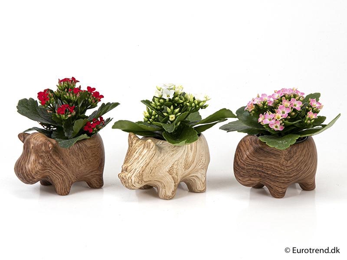 <h4>KALANCHOE BLOSSF p6 E 2108</h4>