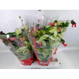 Aeschynanthus  'Mona Lisa'