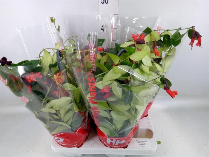 <h4>Aeschynanthus  'Mona Lisa'</h4>