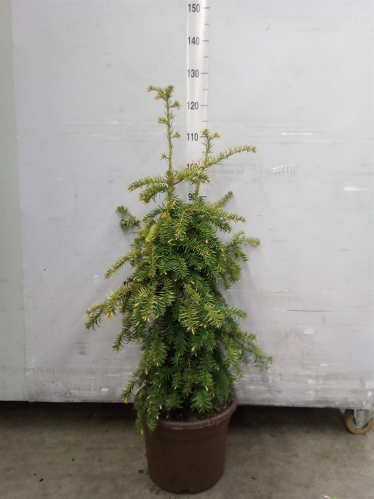 Taxus baccata 'Dovastonii Aurea'