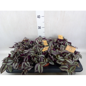 Tradescantia zebrina 'Purpusii'