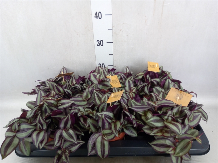 Tradescantia zebrina 'Purpusii'