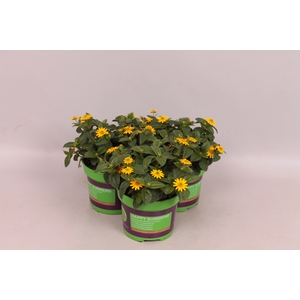 Sanvitalia procumbens Cuzco trailing