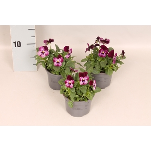 Viola cornuta F1 Raspberry Joker