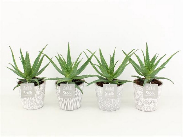 Aloe Arborescens (Ceramic)