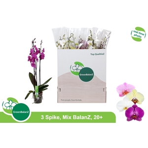 PHAL GEM