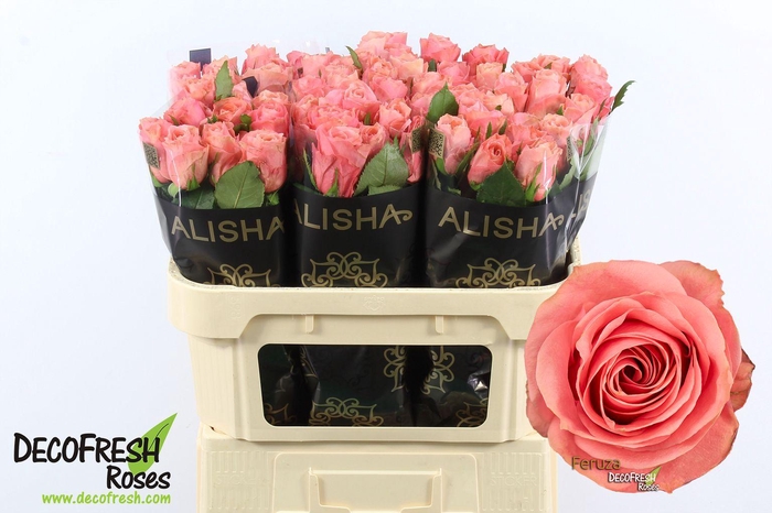 <h4>R Gr Feruza</h4>