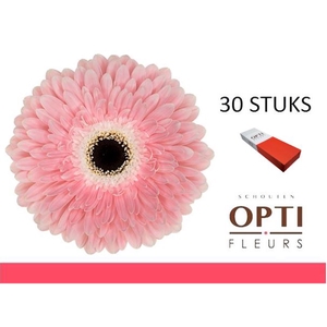 GE GR GRACELAND-Doos