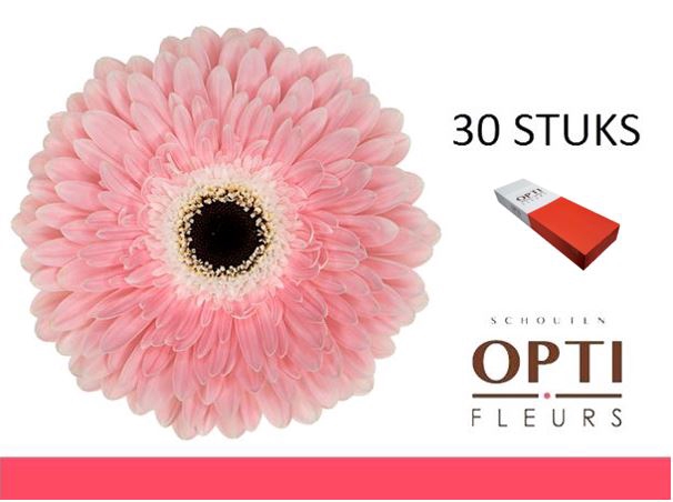 <h4>GE GR GRACELAND-Doos</h4>