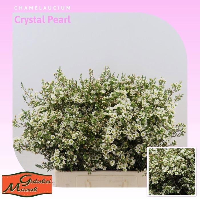 <h4>CHAME CRYSTAL PEARL</h4>