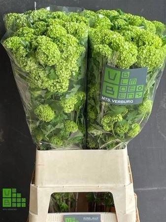 <h4>Viburnum Roseum St 4 Bal</h4>