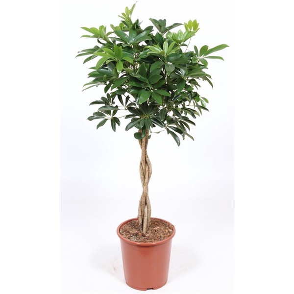 <h4>Schefflera arboricola 'Compacta'</h4>