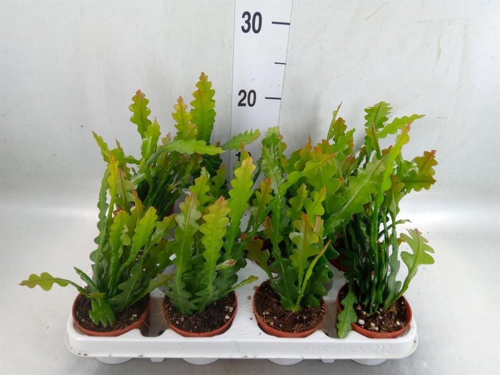 <h4>Epiphyllum anguliger</h4>