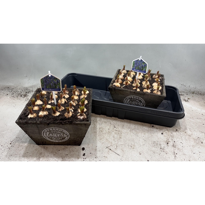 <h4>ARR MUSCARI</h4>