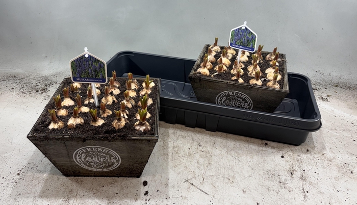 <h4>ARR MUSCARI SQUARE X2</h4>