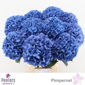 HYDR M CH PIMPERNEL