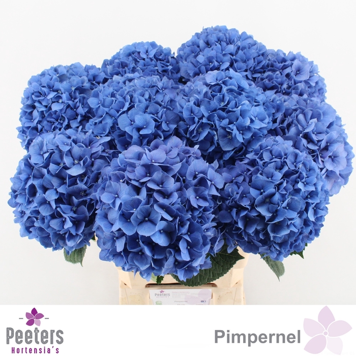 <h4>HYDR M CH PIMPERNEL</h4>