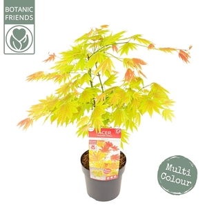 Acer shirasawanum