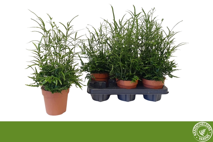 <h4>PTERIS ENSIFORMIS</h4>