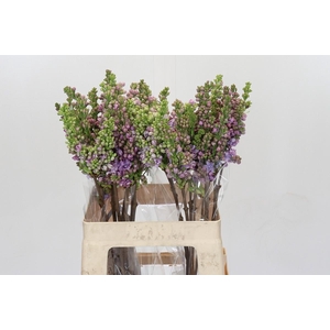 Syringa vulgaris 'Michel Buchner'