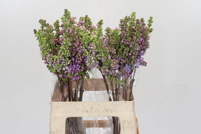 <h4>Syringa vulgaris 'Michel Buchner'</h4>